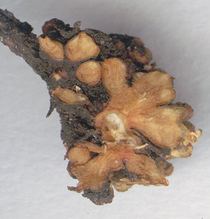 Plasmodiophora alni