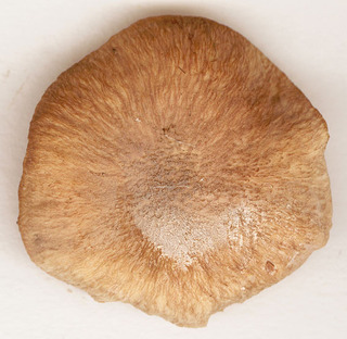 Armillaria tabescens