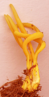 Clavulinopsis helvola