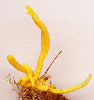 Clavulinopsis helvola