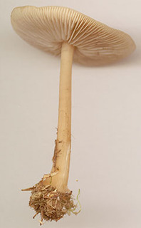 Gymnopus dryophilus