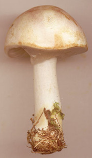 Agaricus dulcidulus