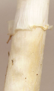 Agaricus dulcidulus