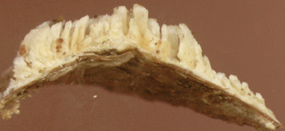 Basidioradulum radula