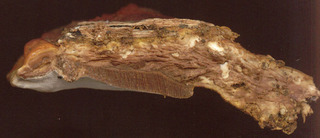 Ganoderma lucidum