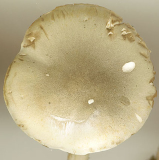 Tricholoma saponaceum var saponaceum