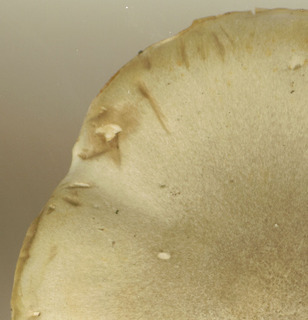 Tricholoma saponaceum var saponaceum