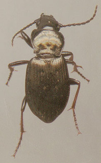 Pterostichus oblongopunctatus