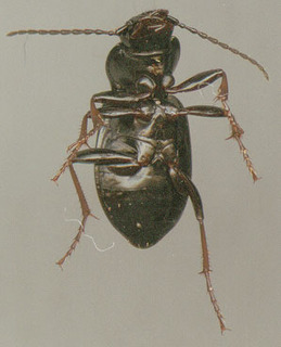 Pterostichus oblongopunctatus