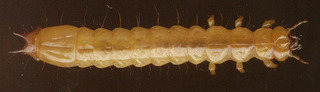 Pyrochroa (unidentified)
