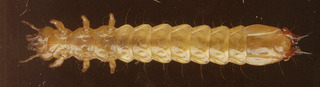 Pyrochroa (unidentified)