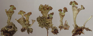 Cladonia chlorophaea s. lat.