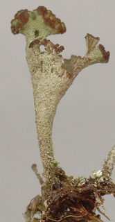 Cladonia chlorophaea s. lat.