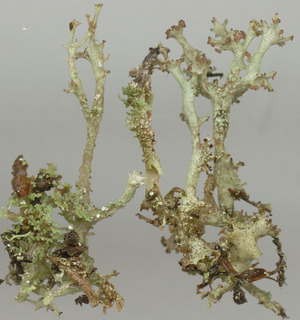 Cladonia squamosa var subsquamosa