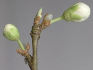Prunus cerasifera