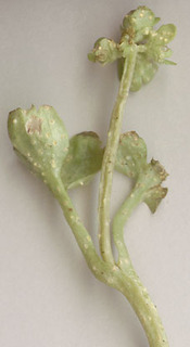 Puccinia albescens