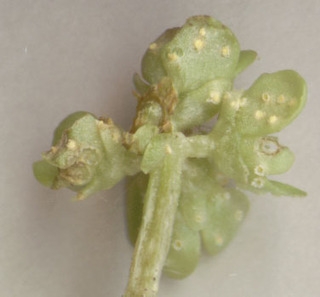 Puccinia albescens