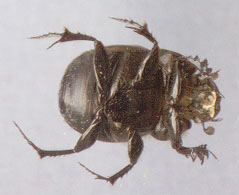 Onthophagus similis