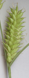Carex vesicaria