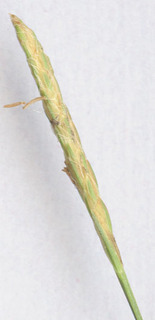 Carex viridula ssp oedocarpa