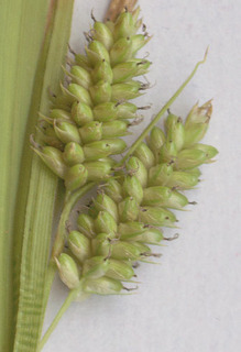 Carex pallescens
