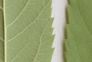 Spiraea salicifolia x douglasii = S. x pseudosalicifolia