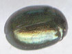 Plagiodera versicolora