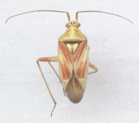 Calocoris roseomaculatus