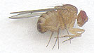 Drosophila immigrans