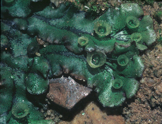 Marchantia polymorpha ssp polymorpha