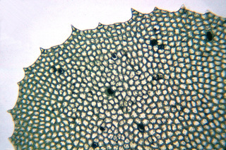 Plagiochila asplenioides s.l.
