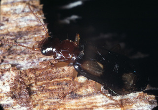 Dromius quadrimaculatus