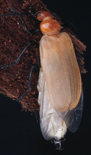 Pyrochroa serraticornis