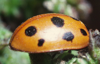 Coccinella undecimpunctata