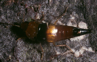 Tachyporus obtusus