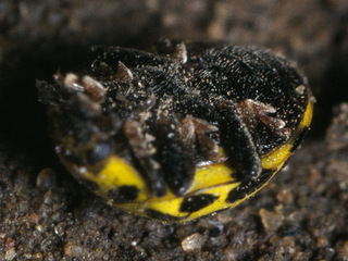 Psyllobora vigintiduopunctata