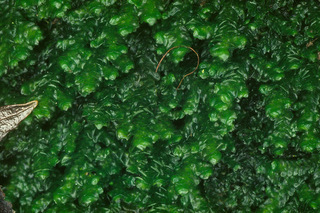Porella platyphylla