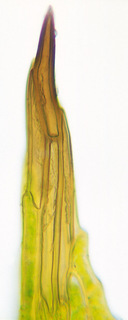 Tortula truncata