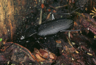 Pterostichus niger