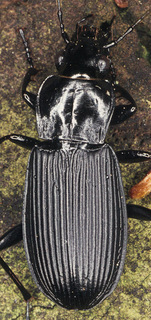 Pterostichus niger