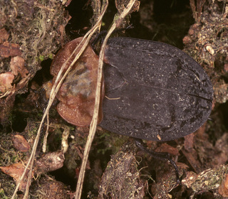 Oiceoptoma thoracicum