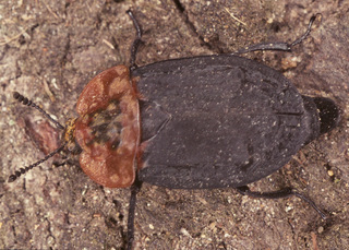 Oiceoptoma thoracicum