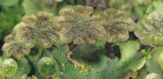 Marchantia polymorpha ssp ruderalis