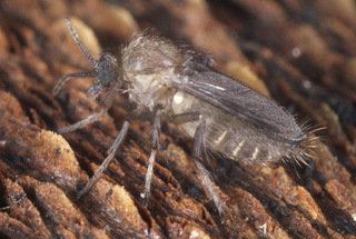 Forcipomyia (unidentified)