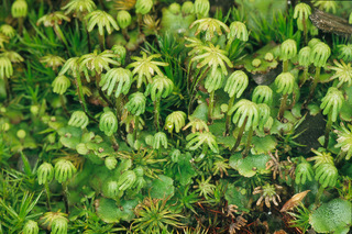 Marchantia polymorpha ssp ruderalis