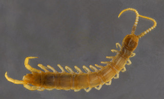 Lithobius microps