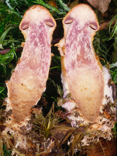 Cortinarius pholideus