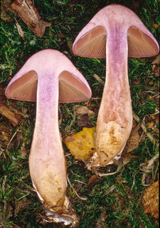 Cortinarius pholideus