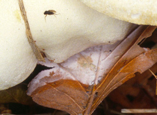 Hygrophorus chrysodon