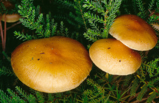 Pholiota highlandensis